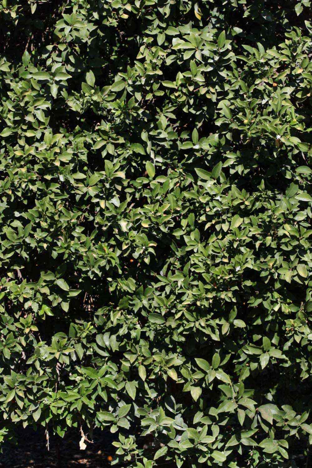            Habit (Riverside, CA)   